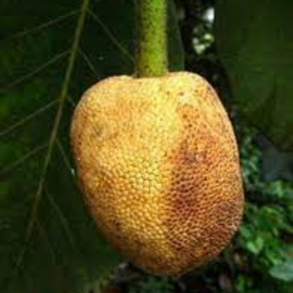 Pingan Fruit (Mountain Tarap) Fruit Live Plant