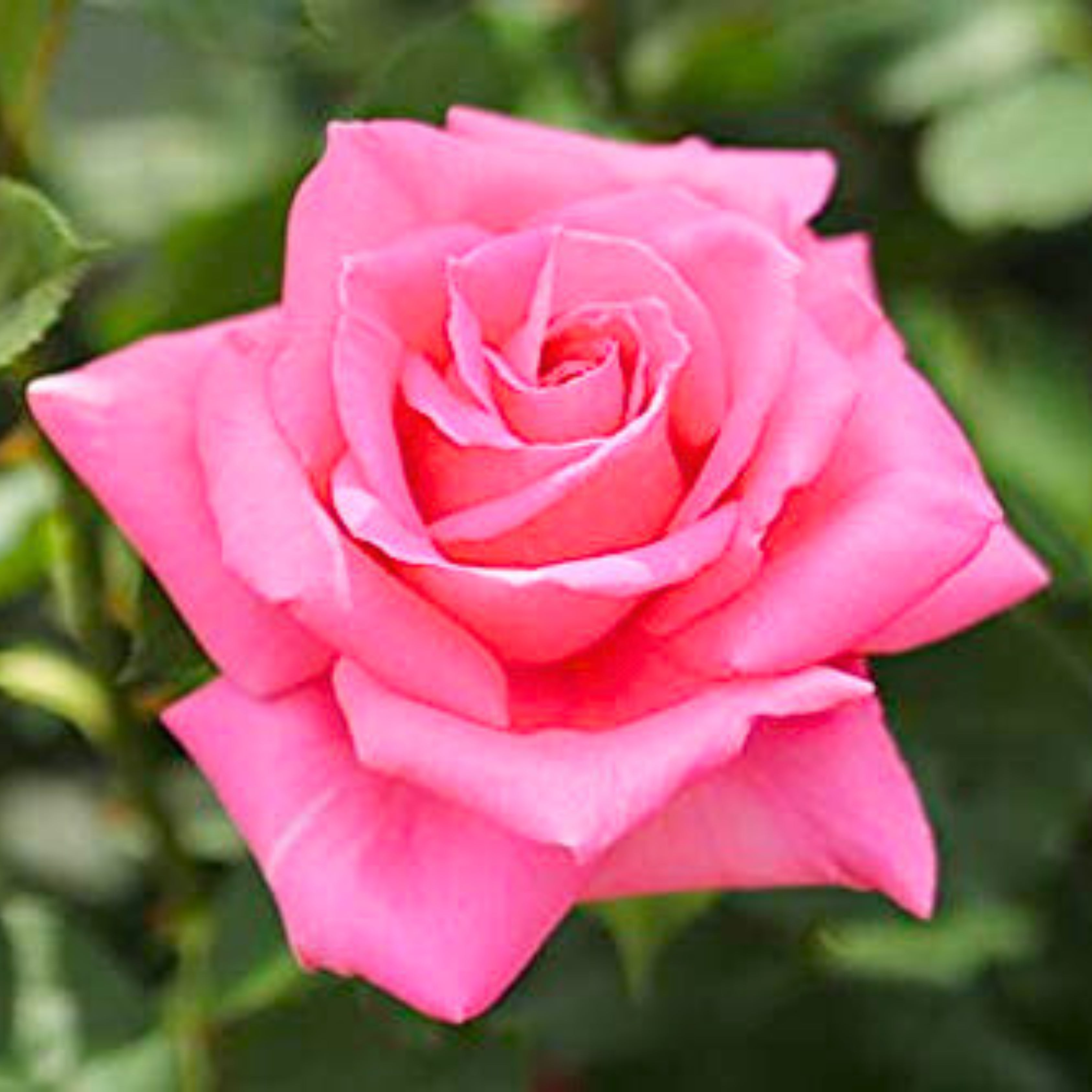 Pink Rose Grafted Live Plant