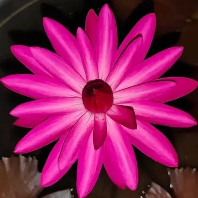 Waterlily Pink Night Bloomer