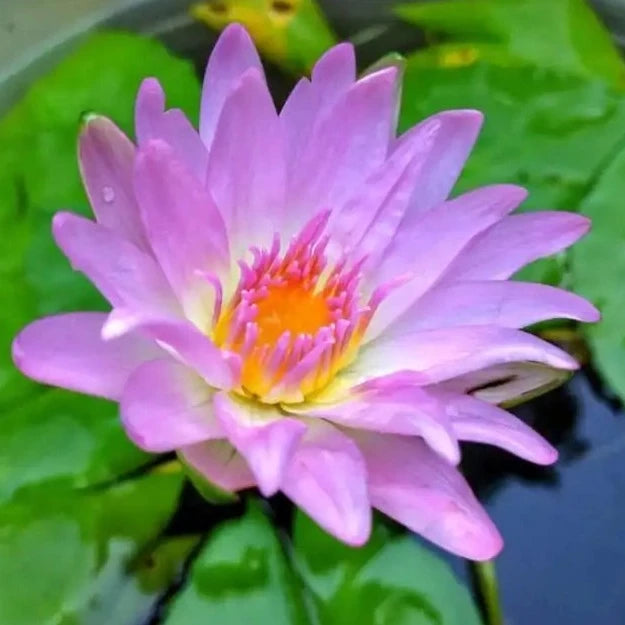 Pink Pearl (Tropical Water Lily)