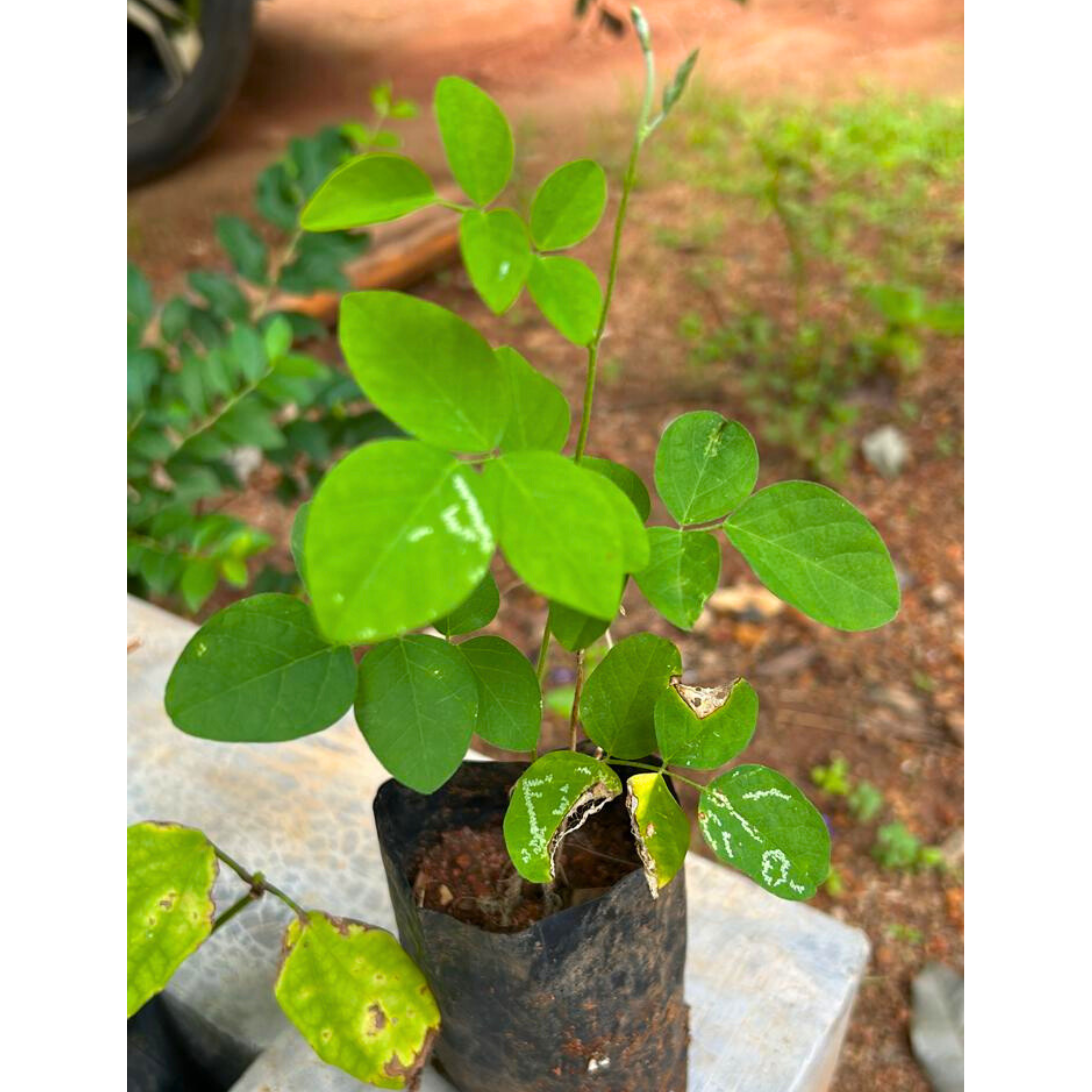 Pink Butterfly Pea Vine Multi Petal (Clitoria ternatea) Rare Flowering Live Plant