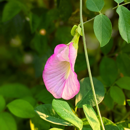 Pink Butterfly Pea Vine Single Petal (Clitoria ternatea) Rare Flowering Live Plant