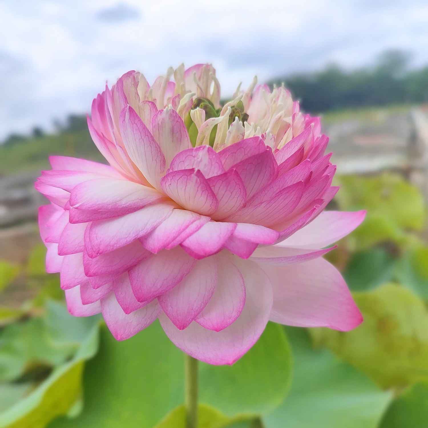 Pink Cloud Lotus Tuber
