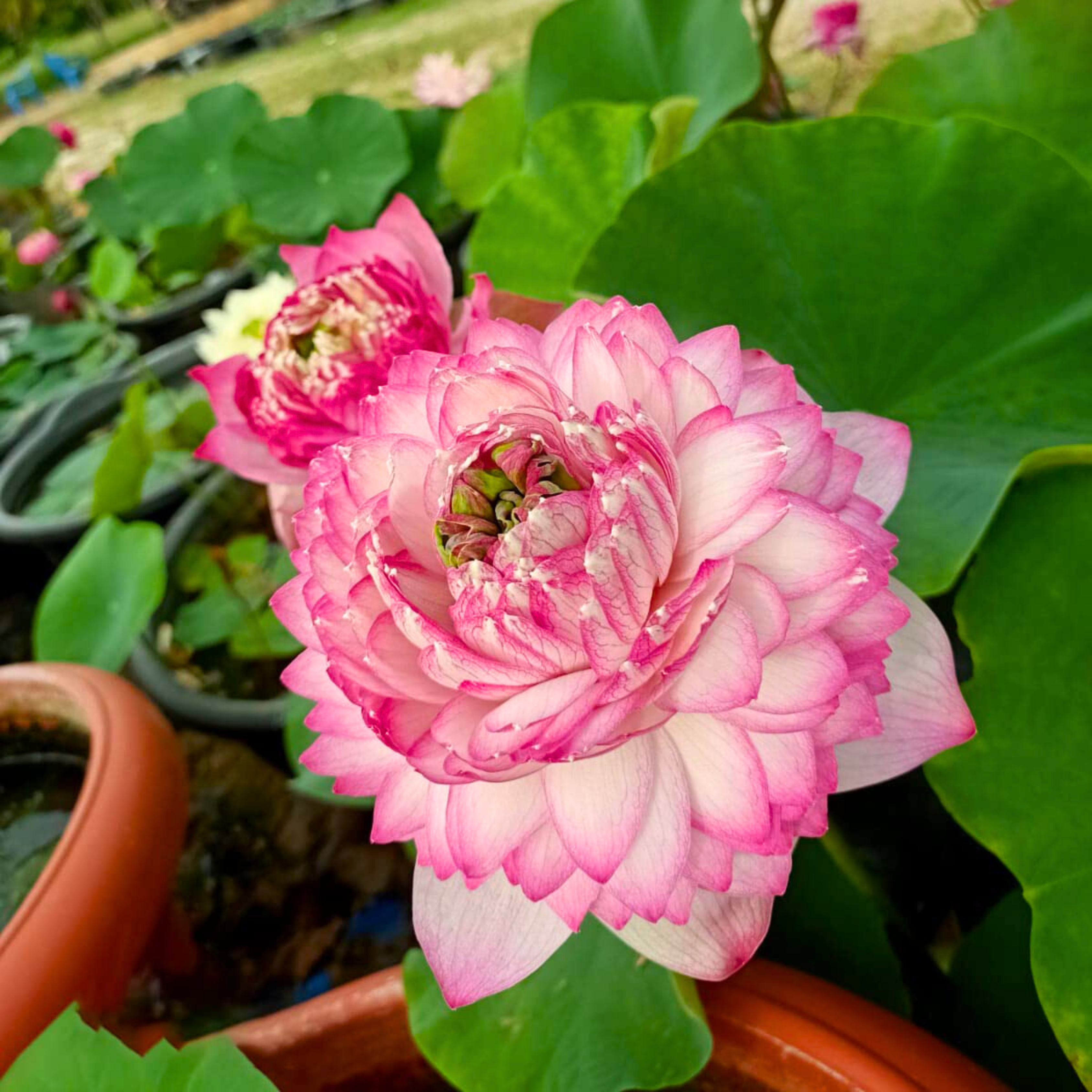 Pink Cloud Lotus Tuber