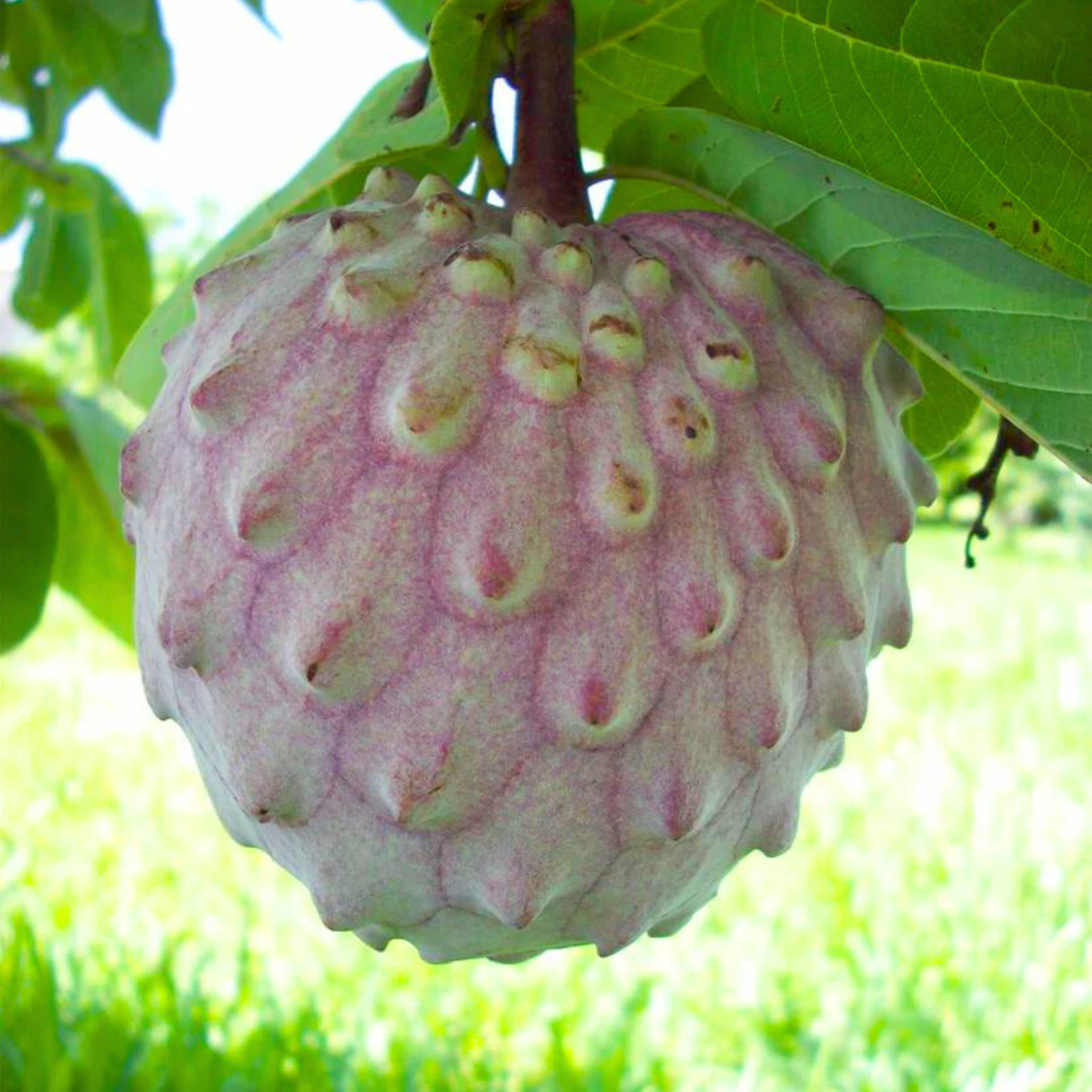 Pink Ilama (Annona Diversifolia) Fruit Live Plant