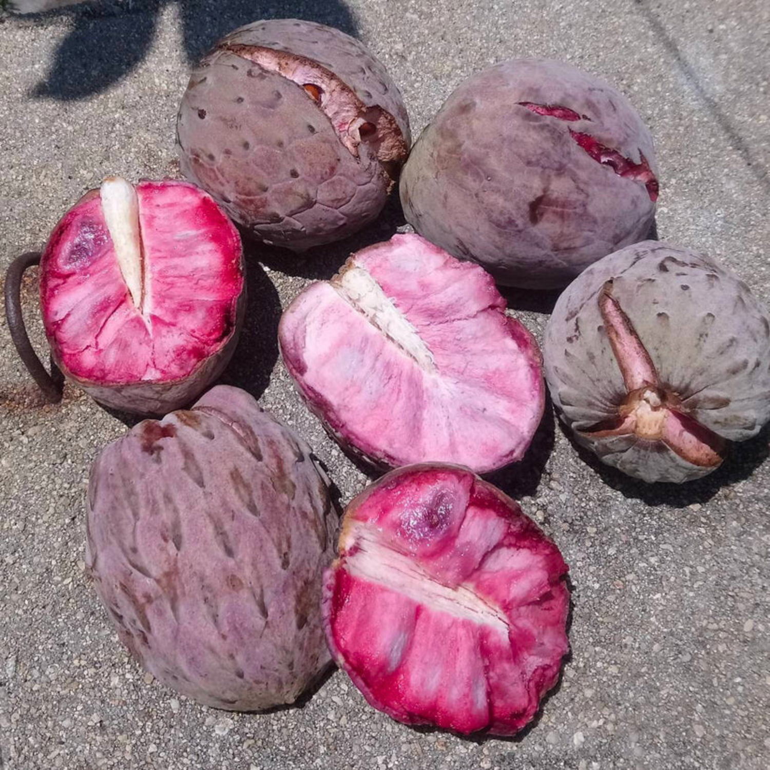 Pink Ilama (Annona Diversifolia) Fruit Live Plant