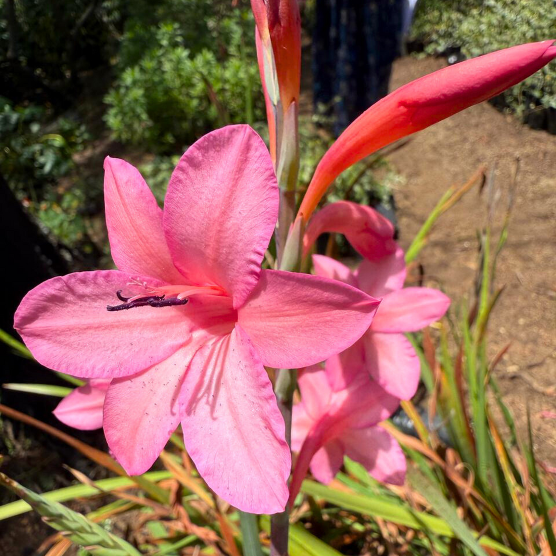 Pink Iris (Iris germanica) Rare All Time Flowering Live Plant