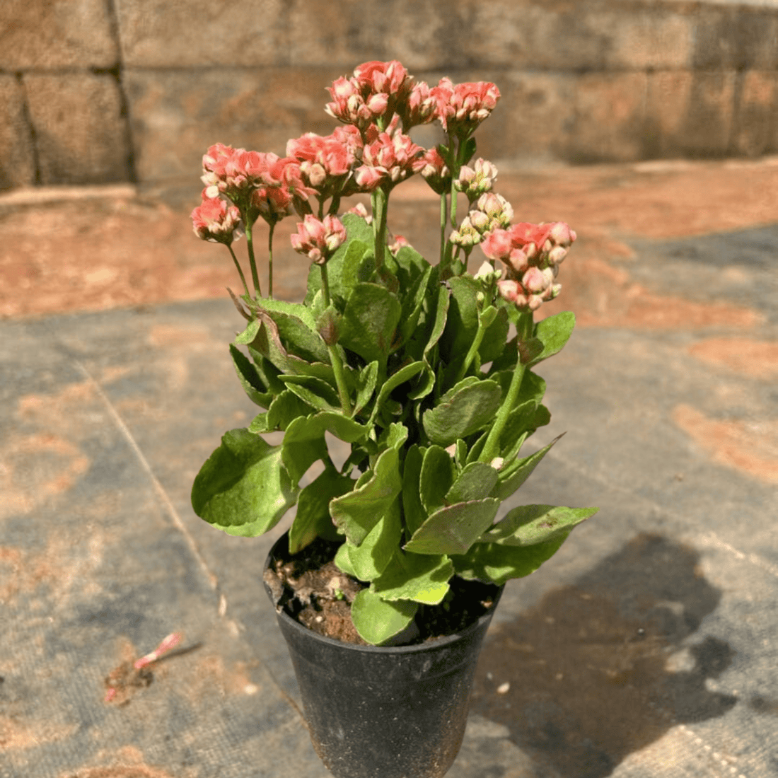 Pink Kalanchoe (Blossfeldiana) All Time Flowering Live Plant