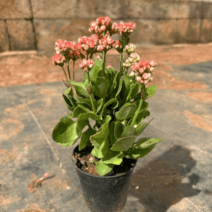 Pink Kalanchoe (Blossfeldiana) All Time Flowering Live Plant