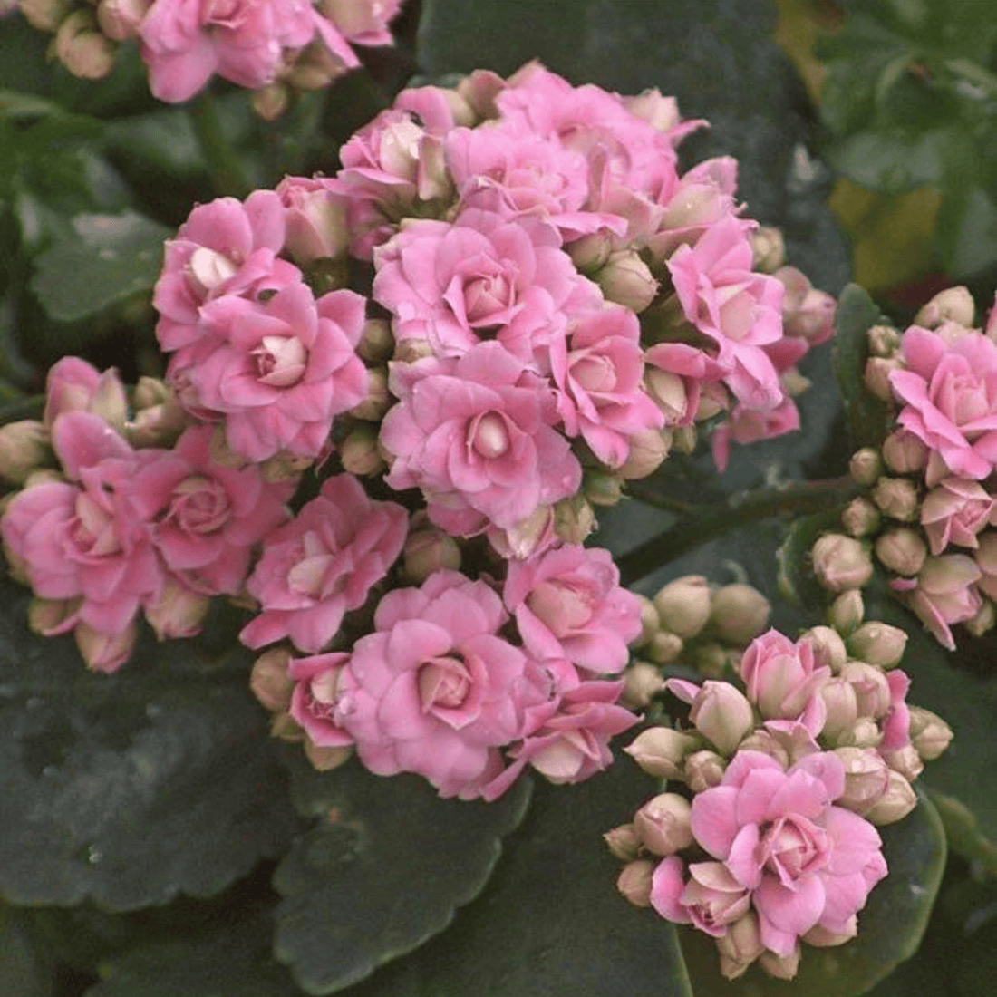 Pink Kalanchoe (Blossfeldiana) All Time Flowering Live Plant