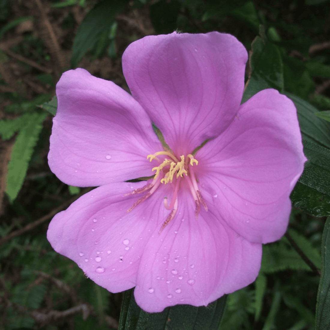 Pink Melastoma (Tibouchina) Flowering Live Plant