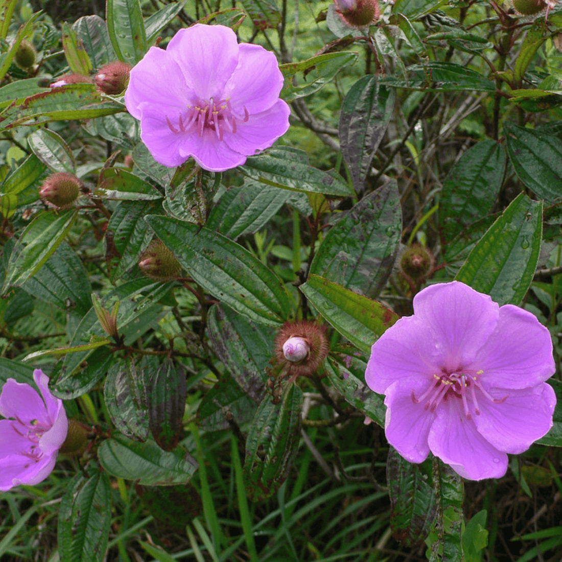 Pink Melastoma (Tibouchina) Flowering Live Plant