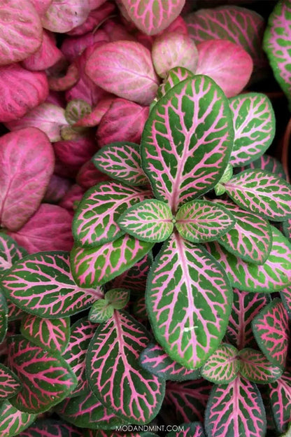 Pink Fittonia - Nerve Indoor Live Plant