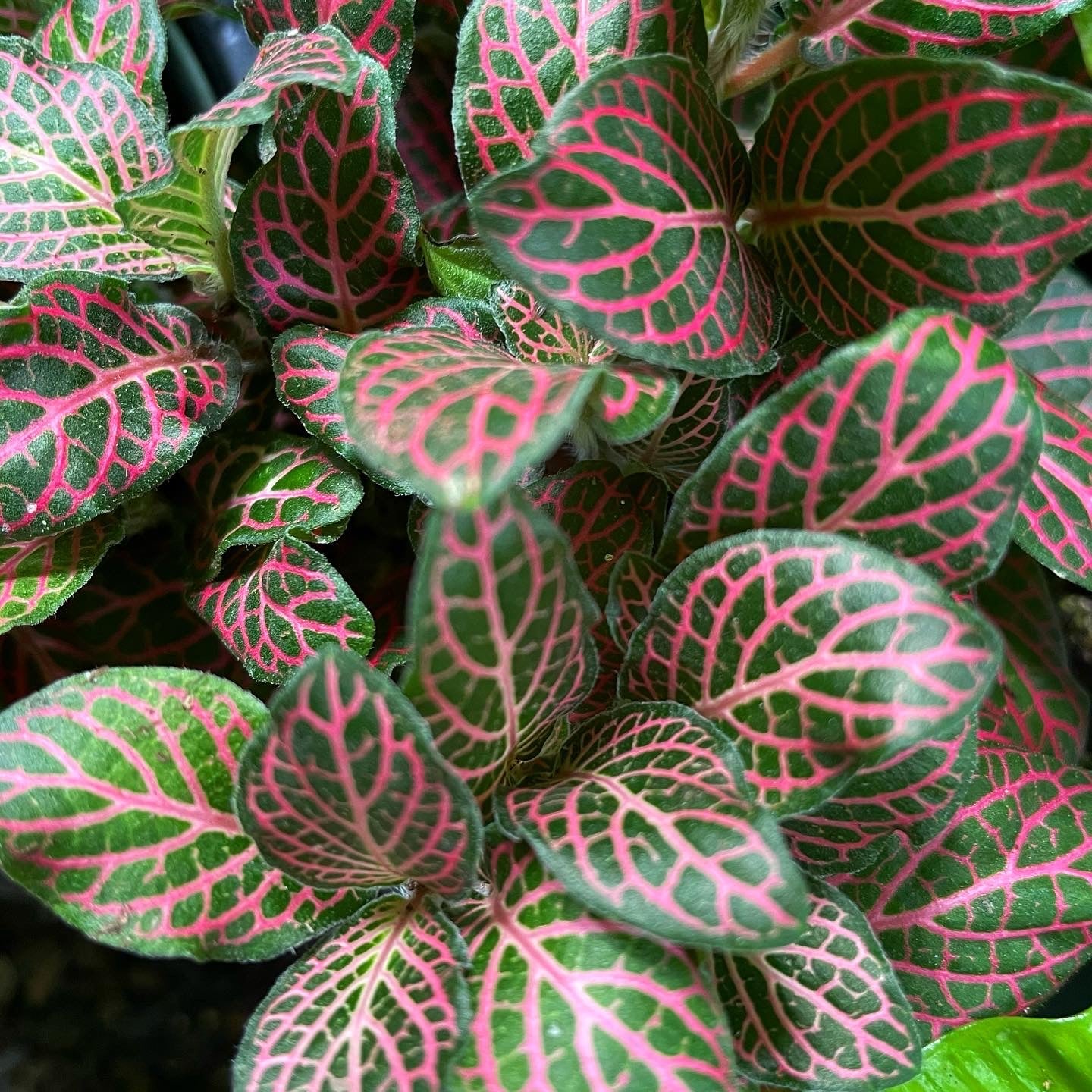 Pink Fittonia - Nerve Indoor Live Plant
