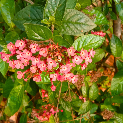 Pink Panama Rose (Arachnothryx leucophylla) All Time Flowering Live Plant