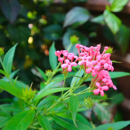 Pink Panama Rose (Arachnothryx leucophylla) All Time Flowering Live Plant