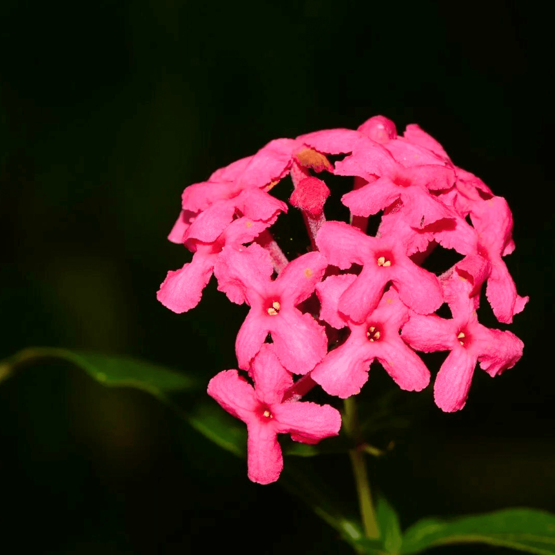 Pink Panama Rose (Arachnothryx leucophylla) All Time Flowering Live Plant