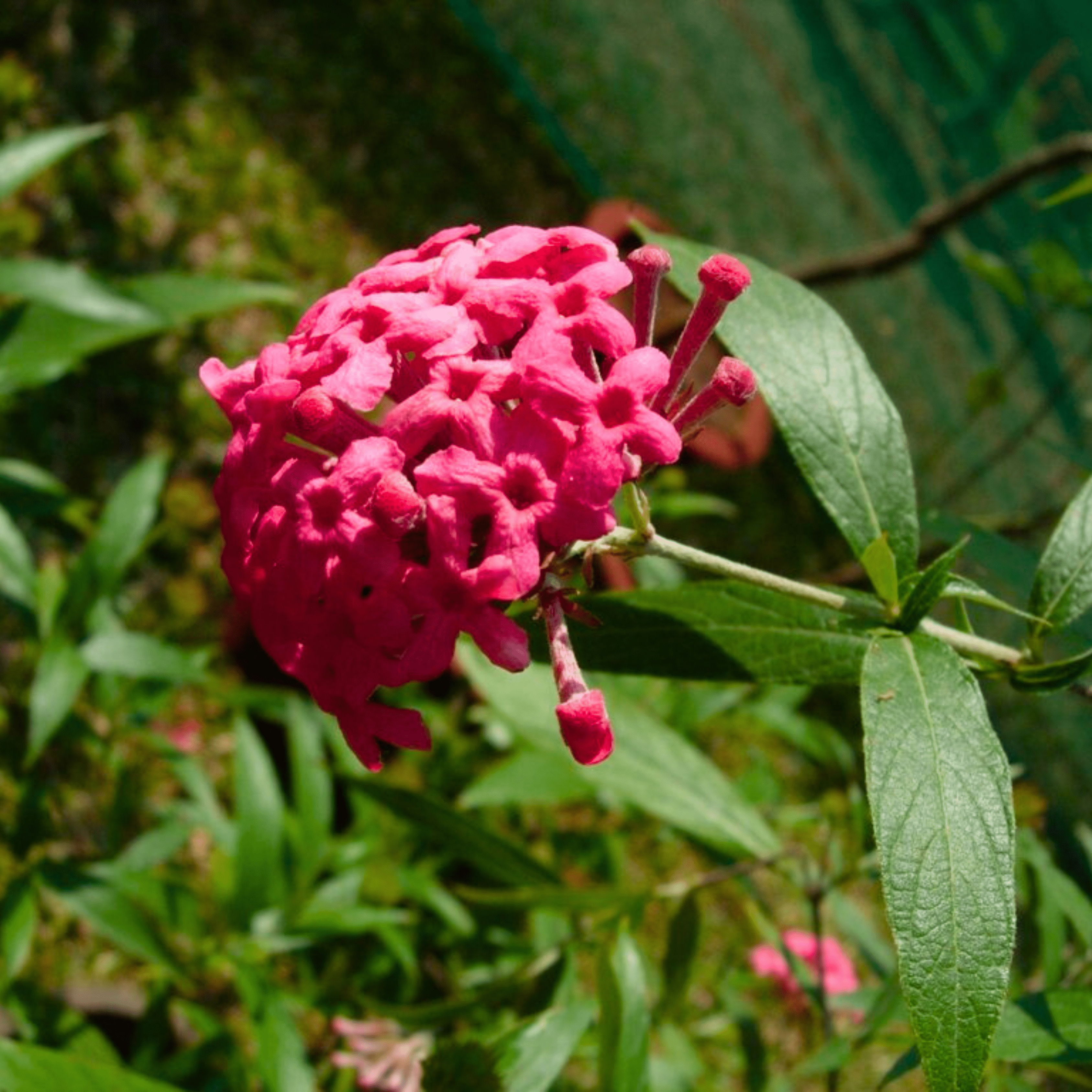 Pink Panama Rose (Arachnothryx leucophylla) All Time Flowering Live Plant