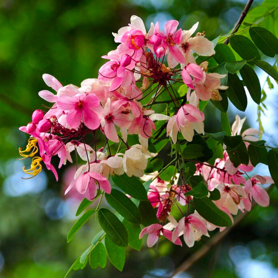 Pink Shower / Apple Blossom (Cassia javanica) Rare Flowering Live Plant