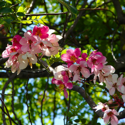 Pink Shower / Apple Blossom (Cassia javanica) Rare Flowering Live Plant