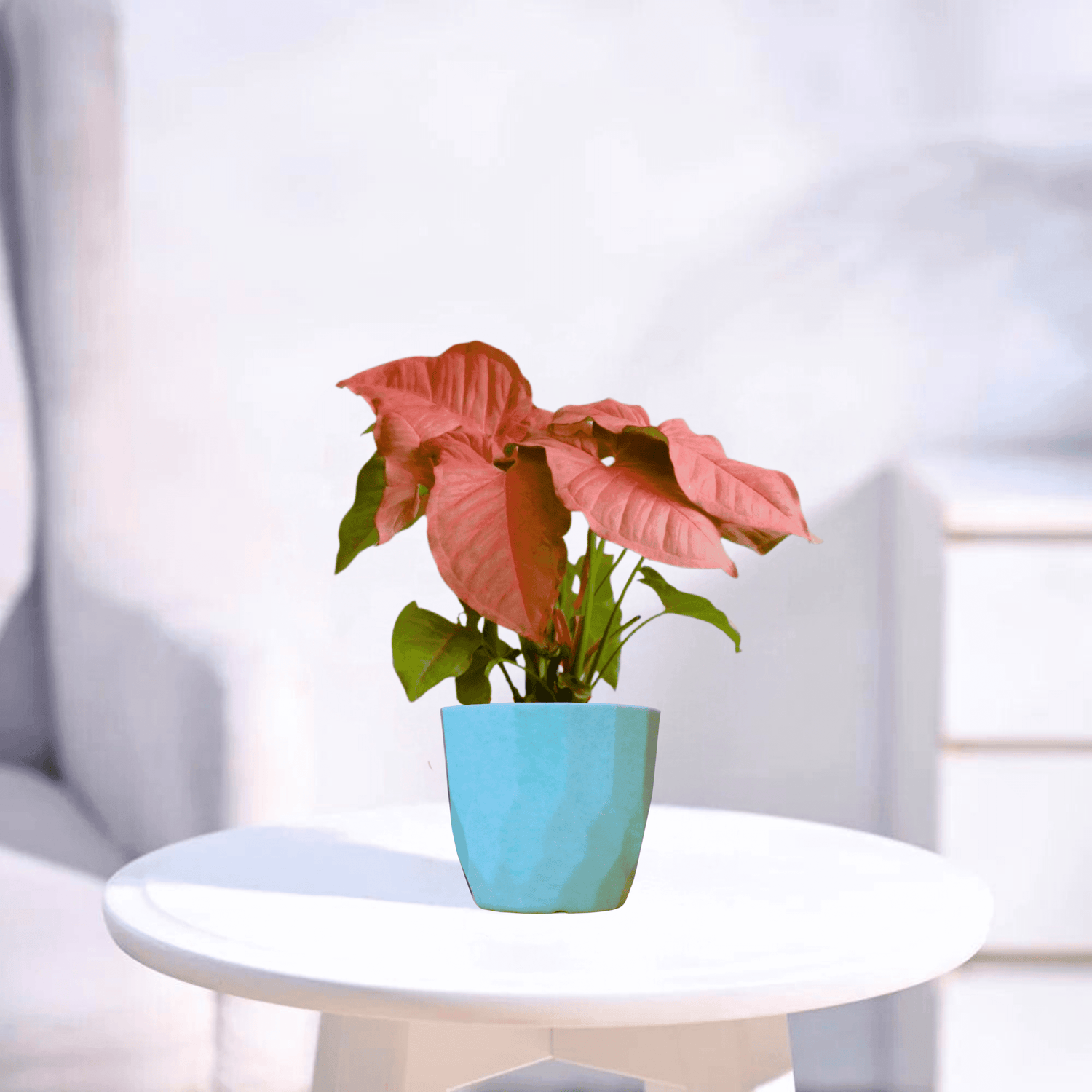 Pink Syngonium | Indoor Plant