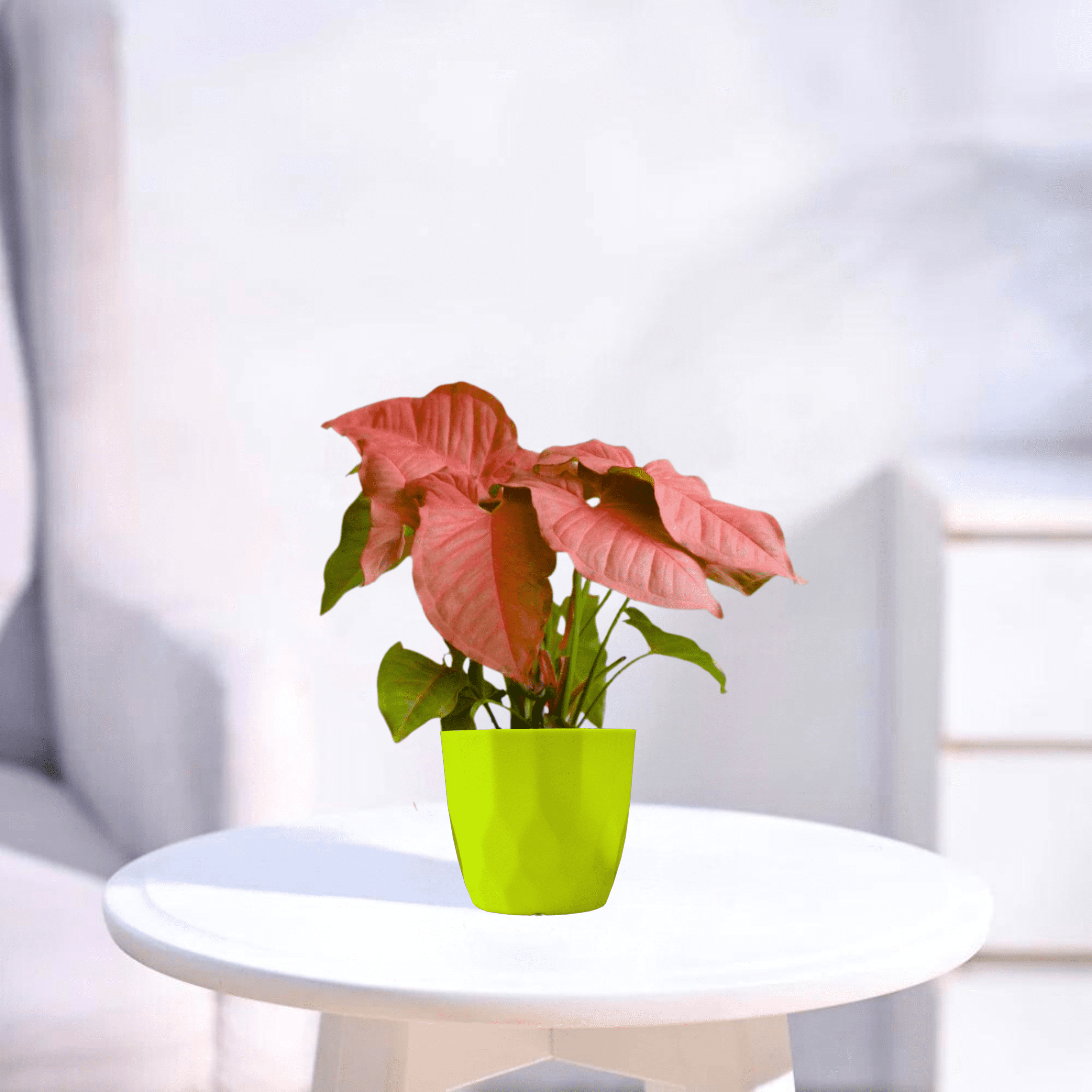 Pink Syngonium | Indoor Plant