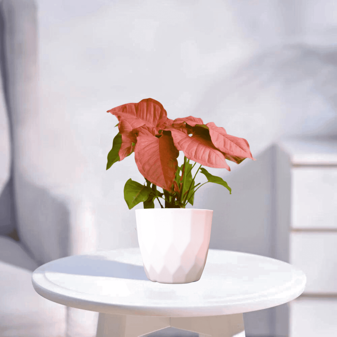 Pink Syngonium | Indoor Plant