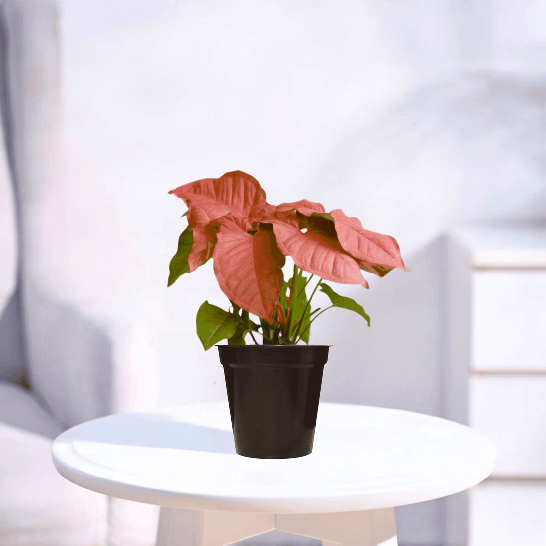 Pink Syngonium | Indoor Plant