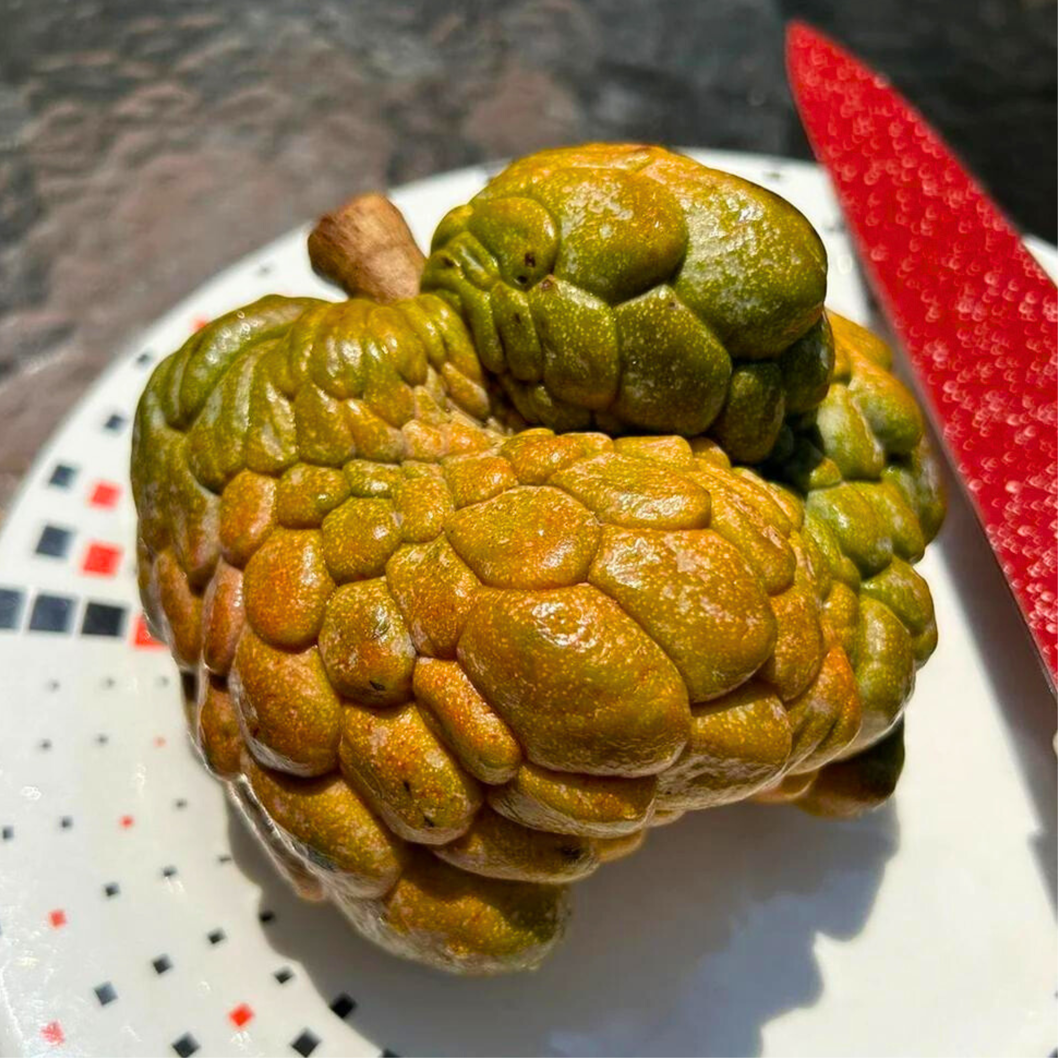 Pink Turkey Head Sugar Apple Live Plant ( Anonna reticulata &quot; Pink turkey head )