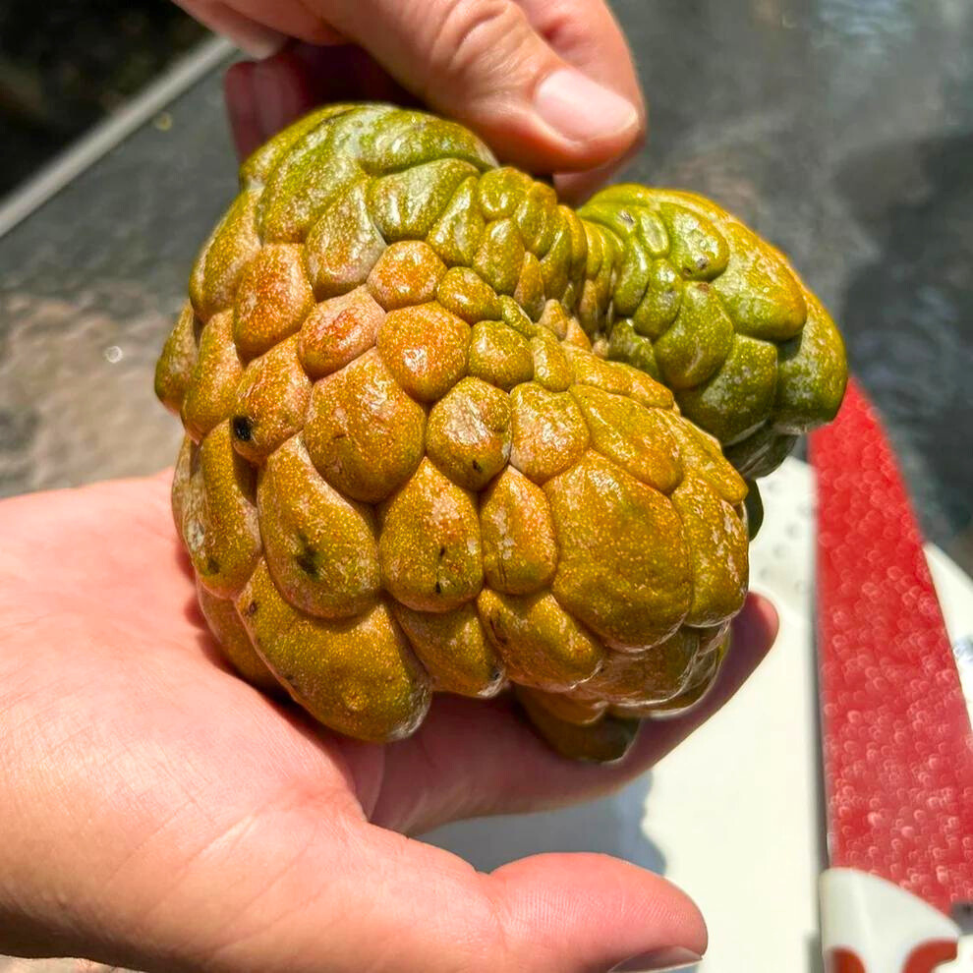 Pink Turkey Head Sugar Apple Live Plant ( Anonna reticulata &quot; Pink turkey head )