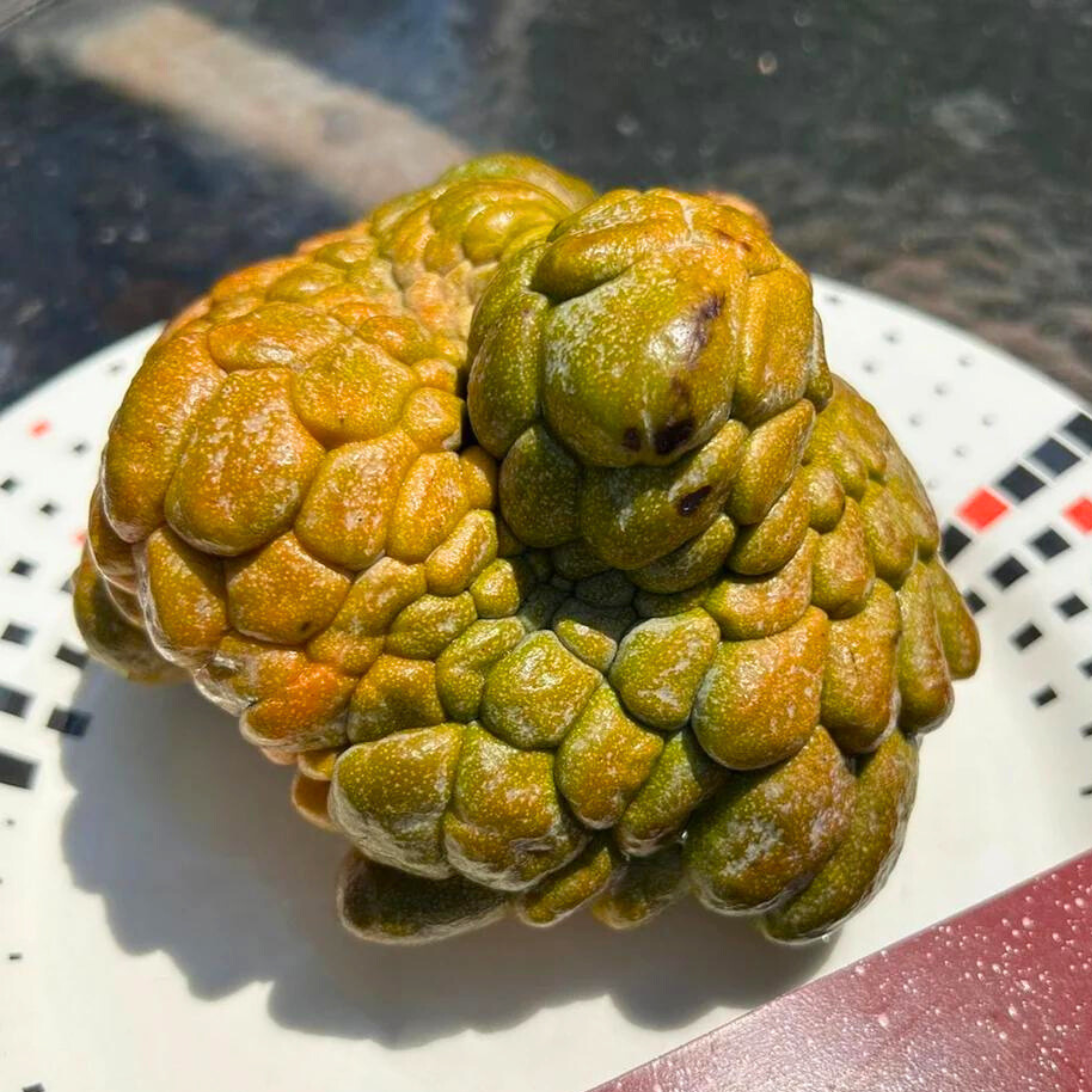 Pink Turkey Head Sugar Apple Live Plant ( Anonna reticulata &quot; Pink turkey head )