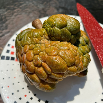 Pink Turkey Head (Annona reticulata) Fruit Live Plant