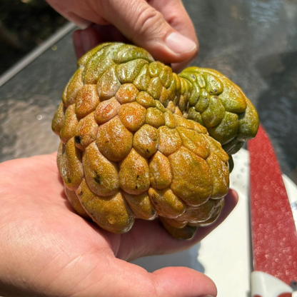 Pink Turkey Head (Annona reticulata) Fruit Live Plant