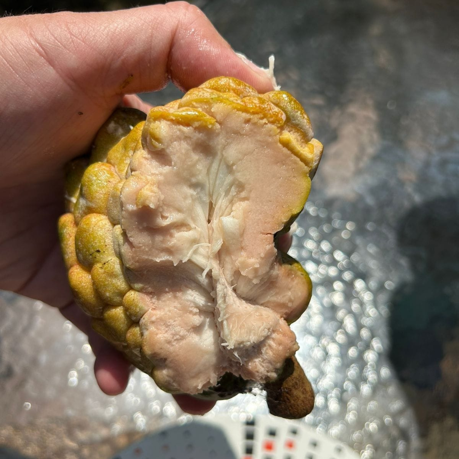 Pink Turkey Head (Annona reticulata) Fruit Live Plant