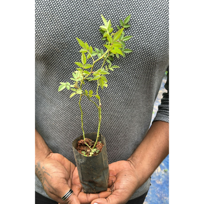 Pink Creeper / Climbing Rose Live Plant