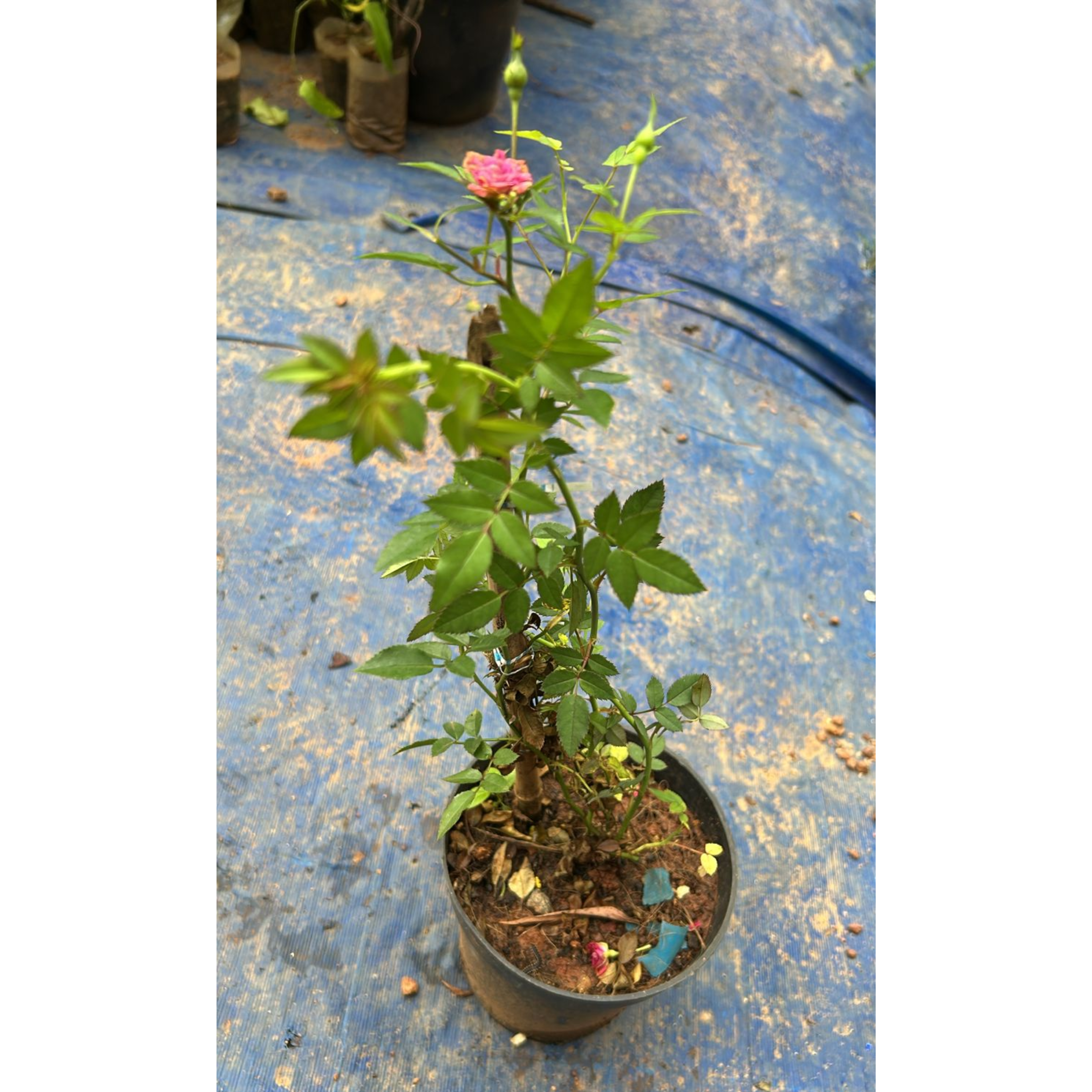 Pink Creeper / Climbing Rose Live Plant