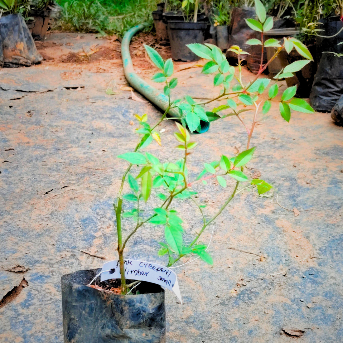 Pink Creeper / Climbing Rose Live Plant