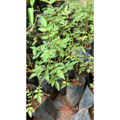 Red, White &amp; Pink Creeper/ Climbing Rose Combo Live Plant