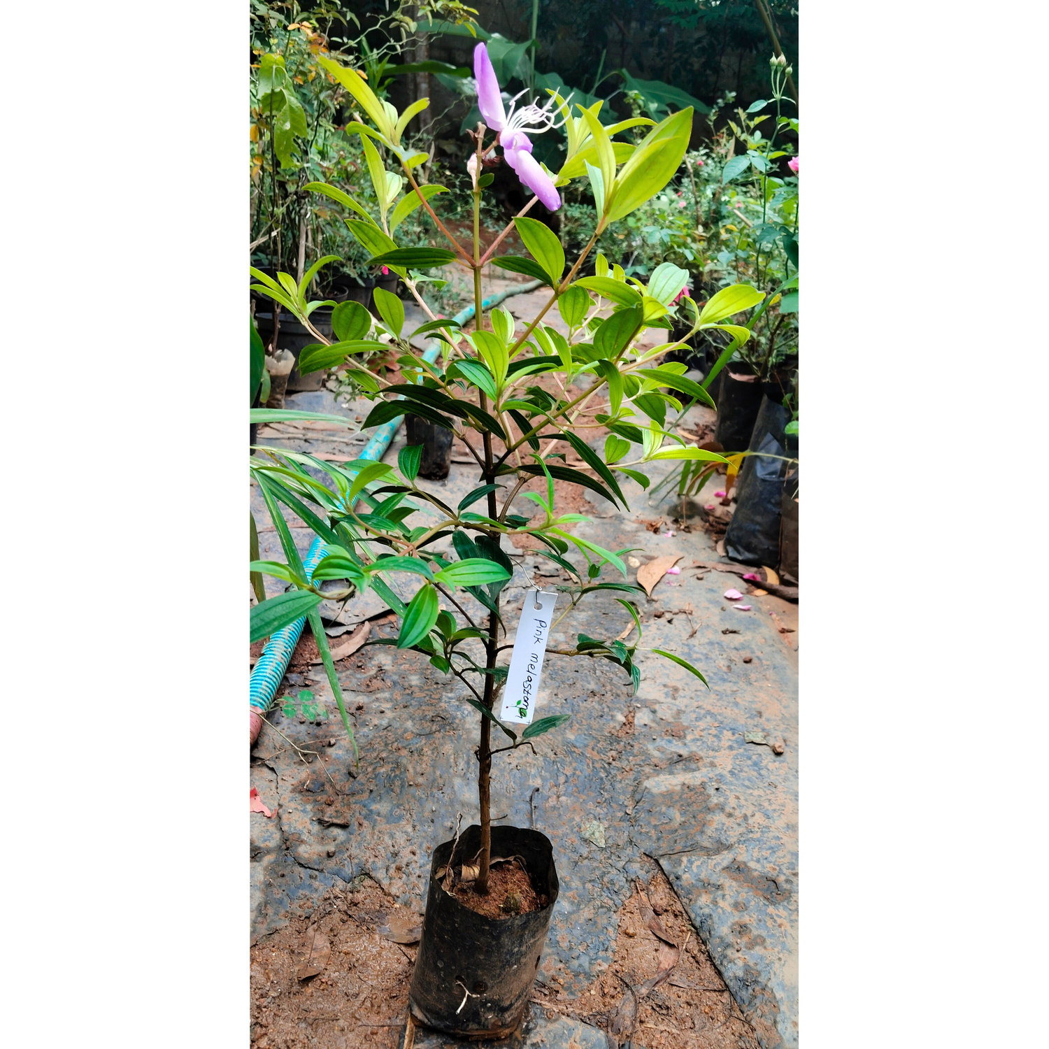 Pink Melastoma (Tibouchina) Flowering Live Plant