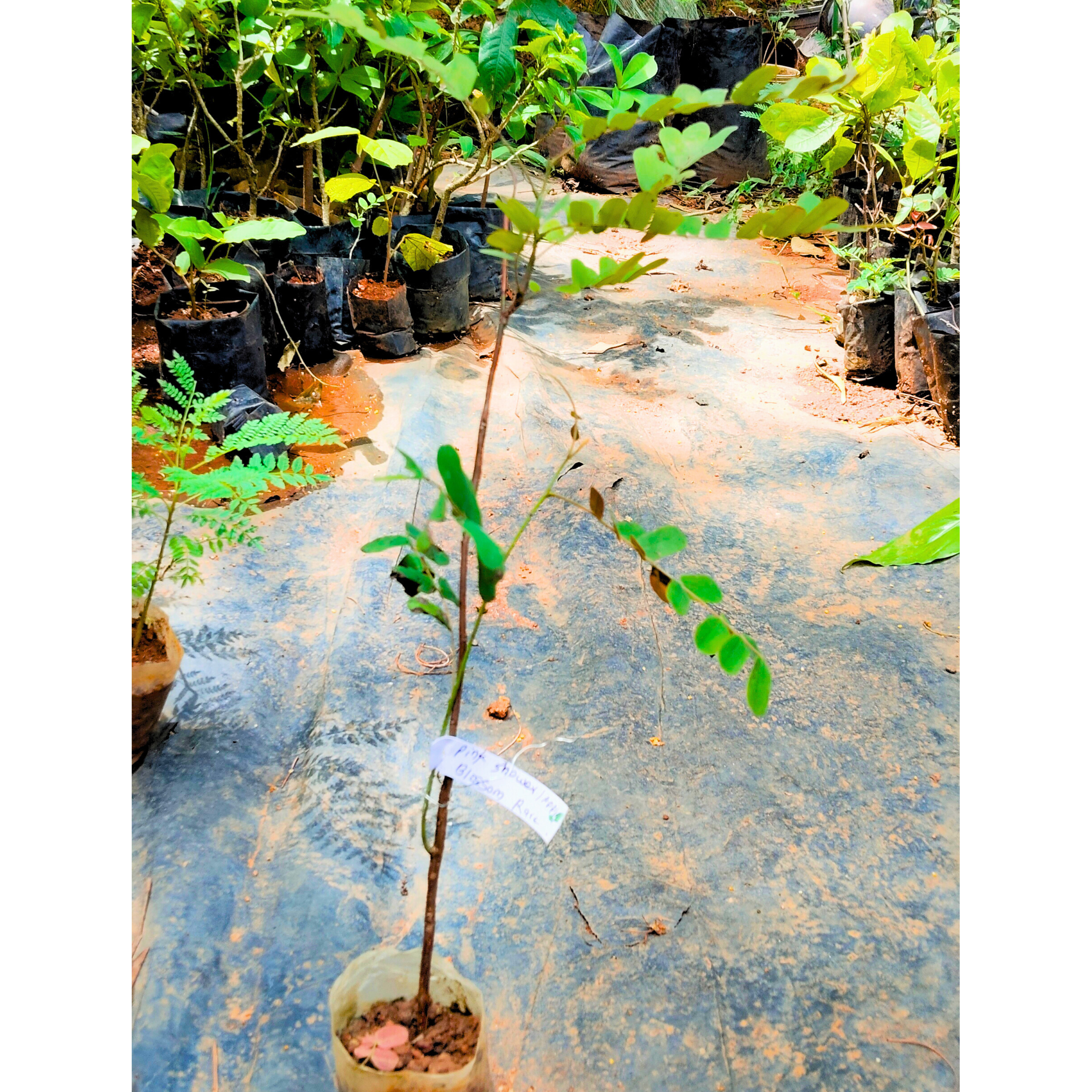 Pink Shower / Apple Blossom (Cassia javanica) Rare Flowering Live Plant