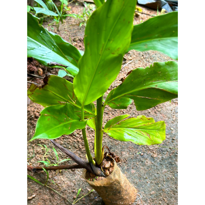 Pink Torch Ginger Flowering Live Plant