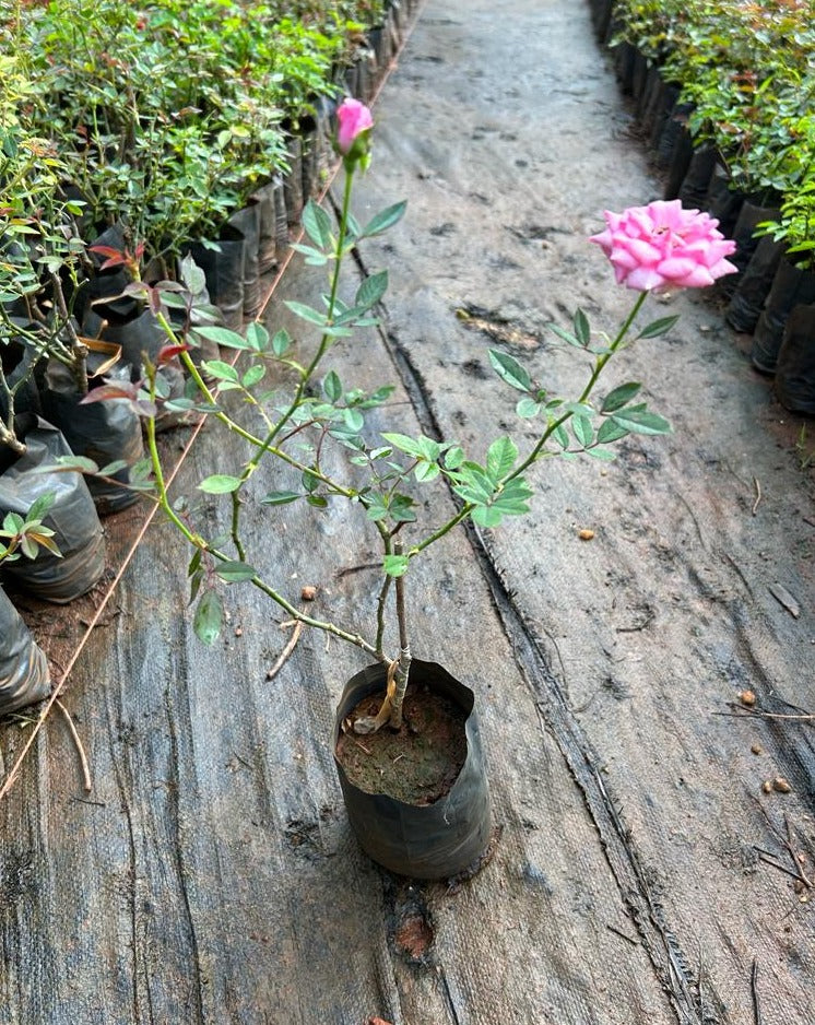 Pink Rose Grafted Live Plant