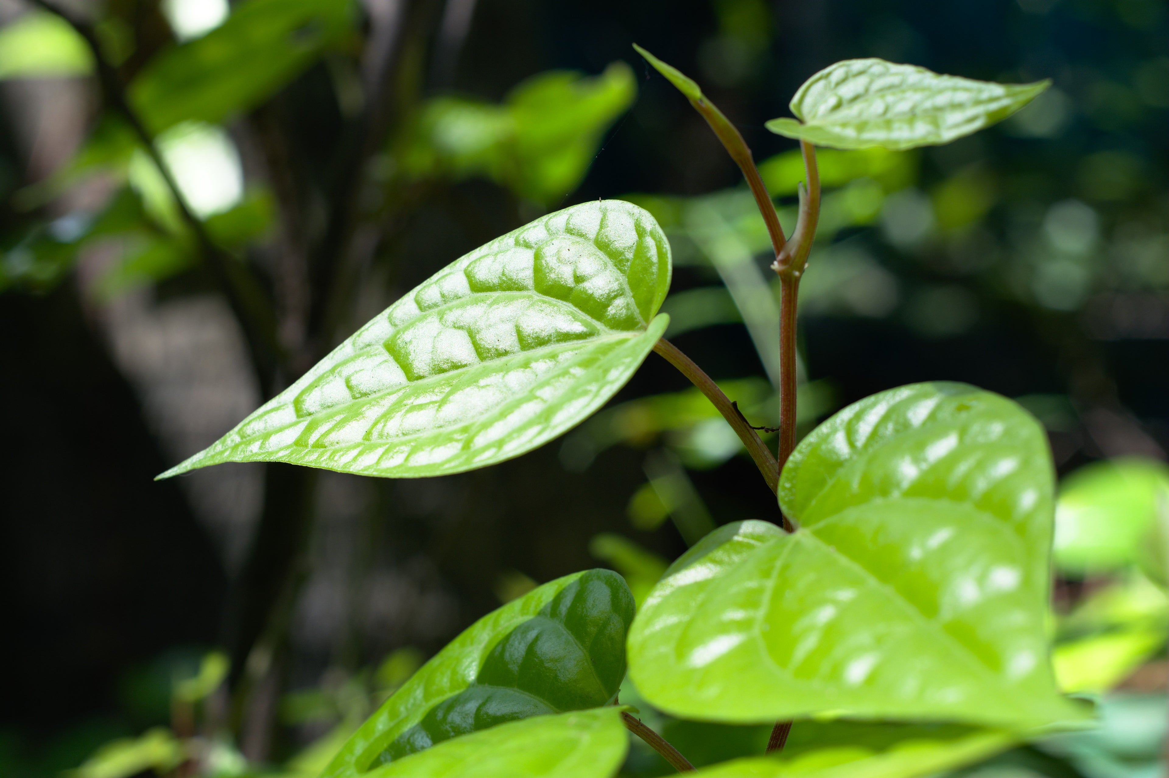 Betal Leaf (Krishna Vetila) Live Plant