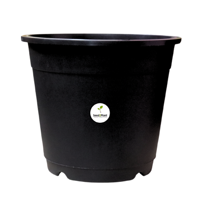 Plastic 10 Inches Nursery Pot with Trellis Holes - Black Colour