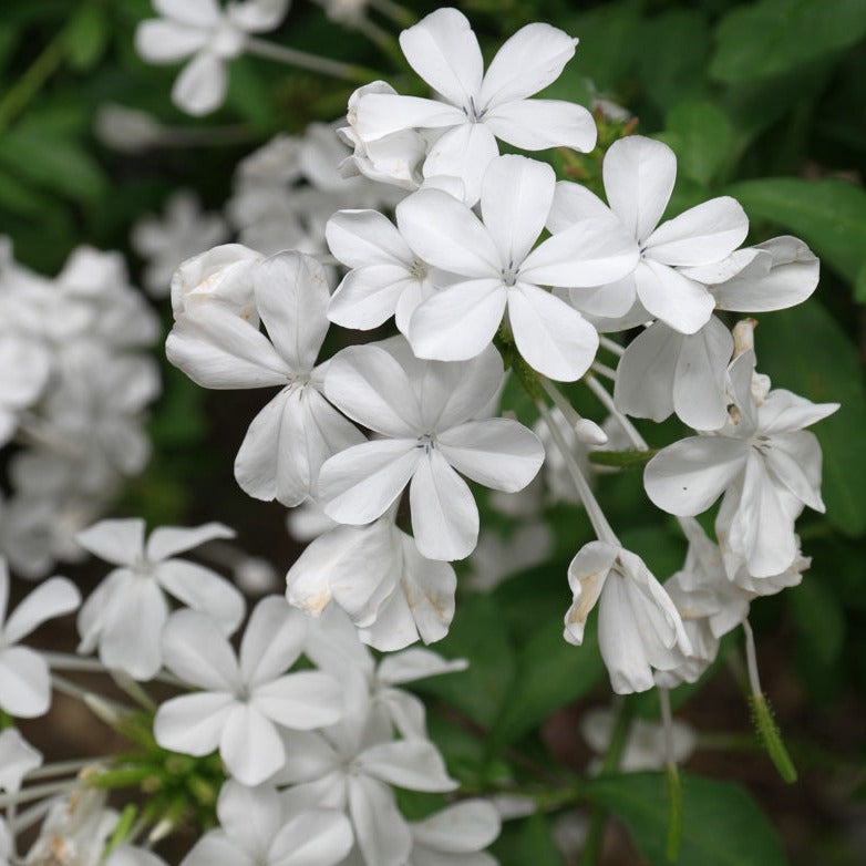 Plumbago White (Auriculata) Flowering Live Plant