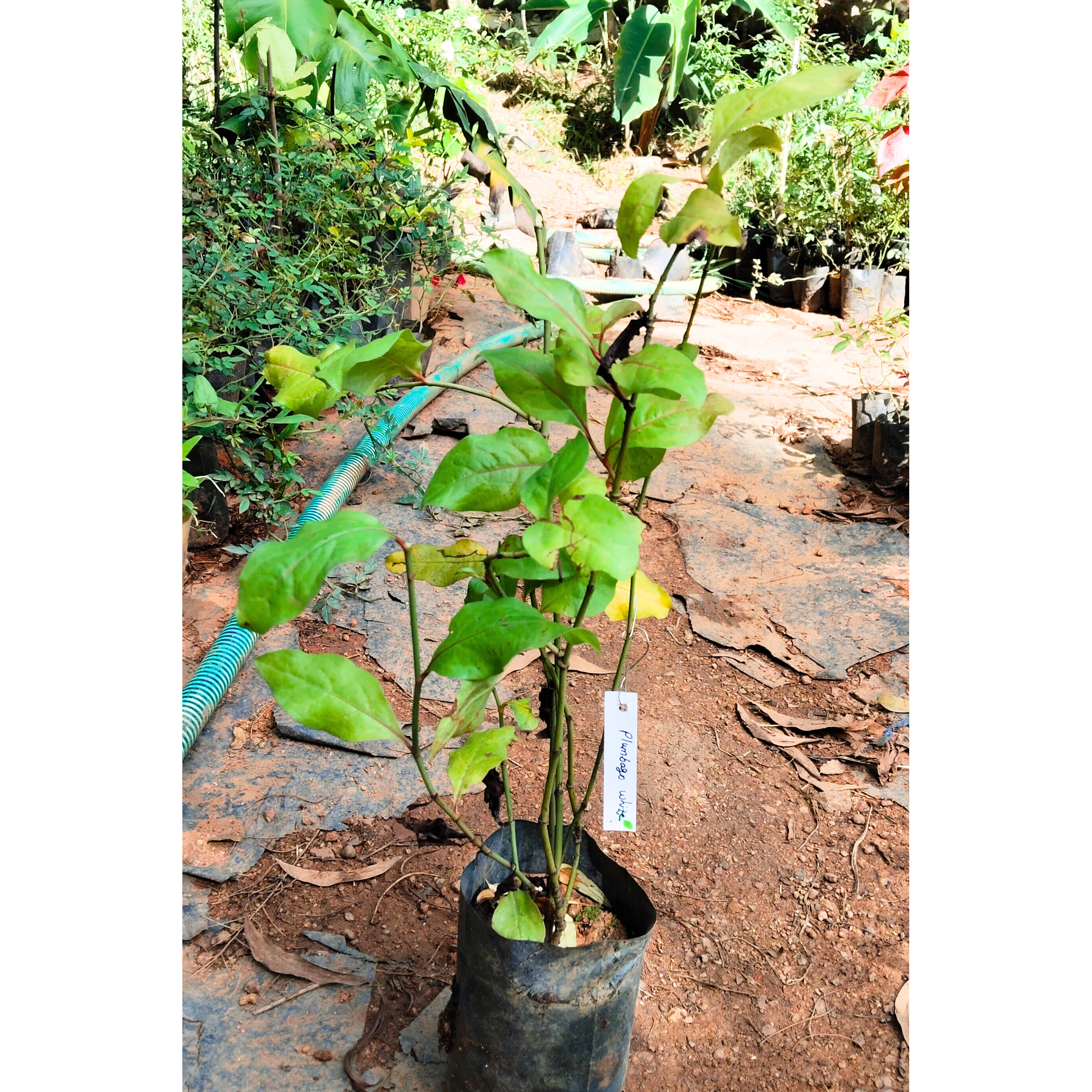 Plumbago White (Auriculata) Flowering Live Plant