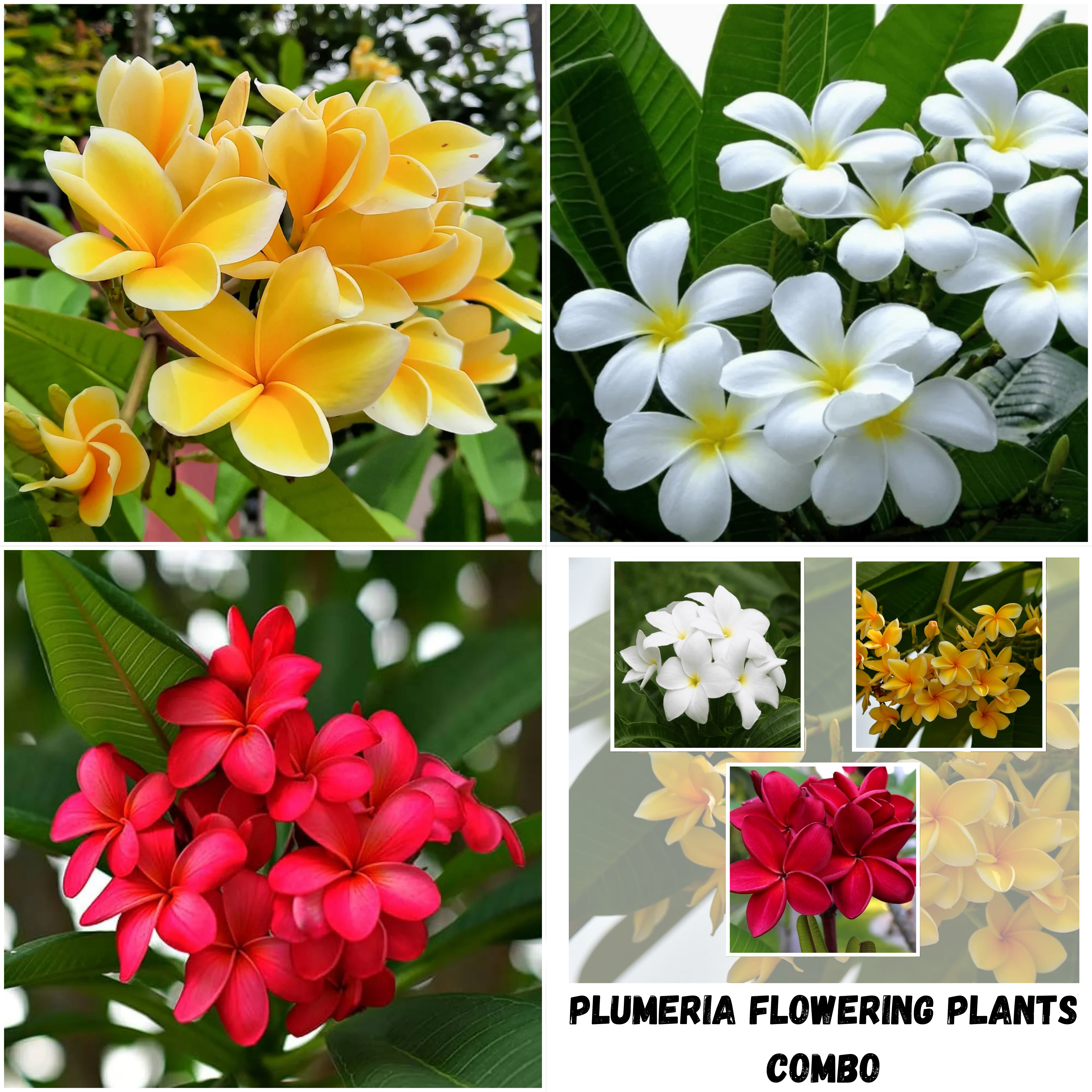 Plumeria Flowering Plants Combo