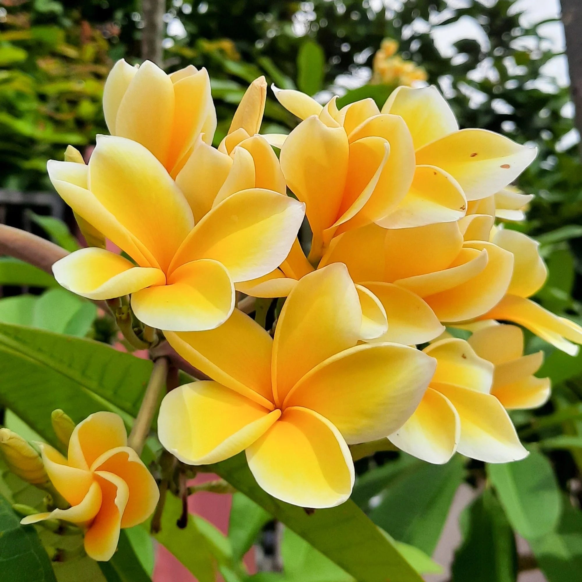 Plumeria Yellow (Frangipani) All Time Flowering Live Plant