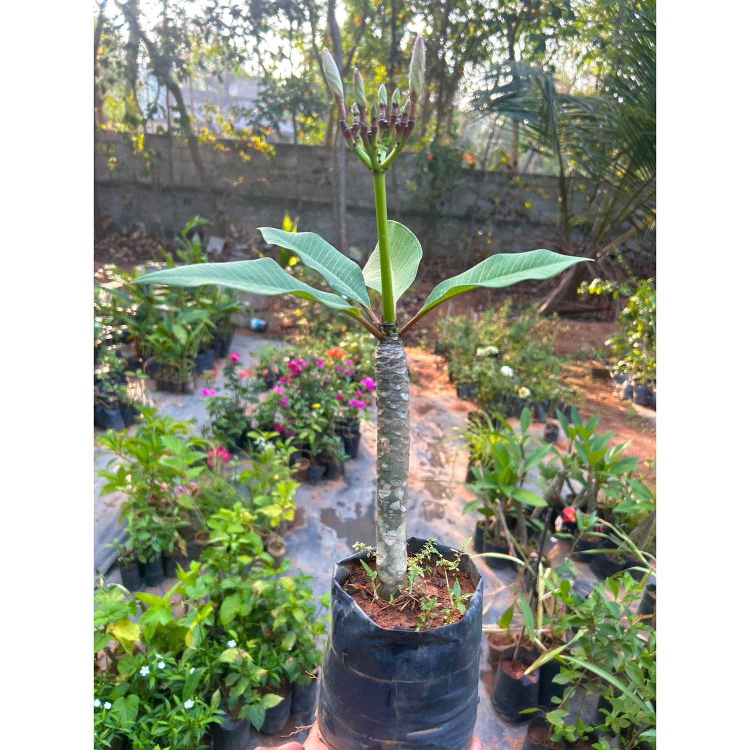 Plumeria Yellow (Frangipani) All Time Flowering Live Plant