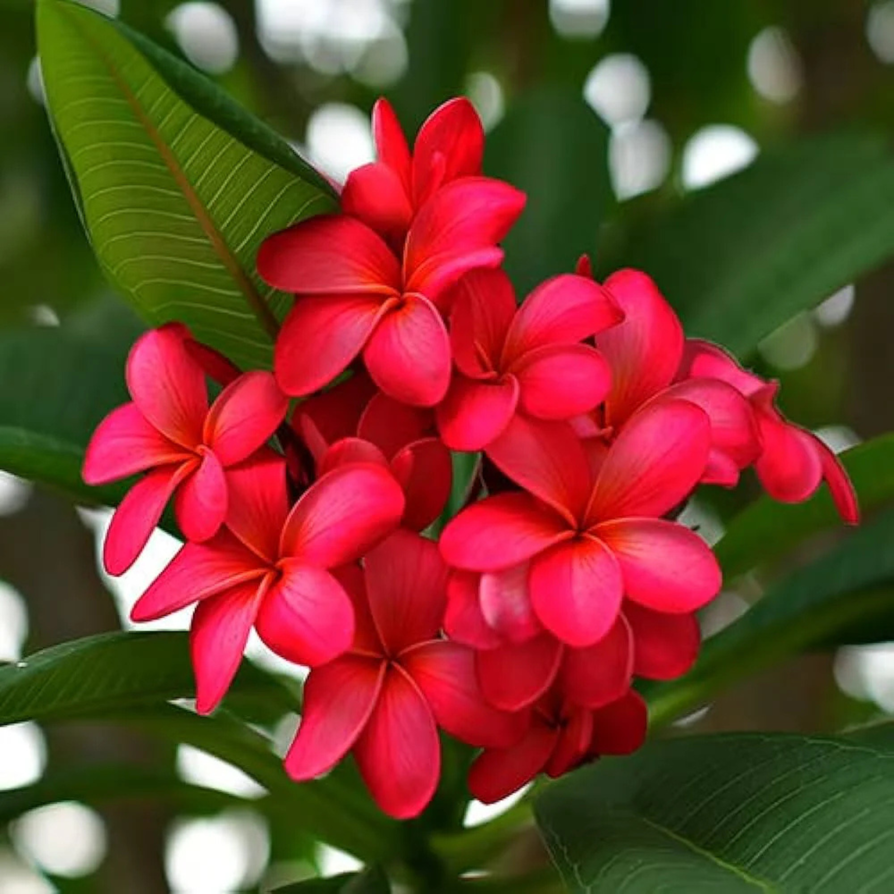 Plumeria Flowering Plants Combo